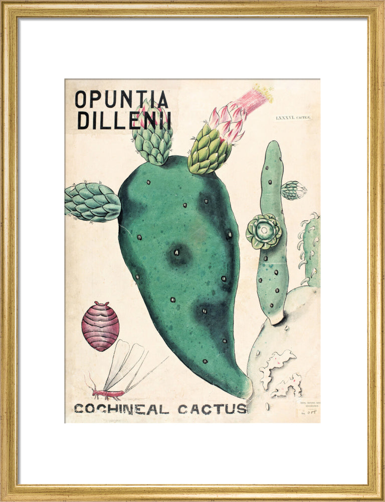 Opuntia Dillenis from John Hutton Balfour Teaching Diagram Collection