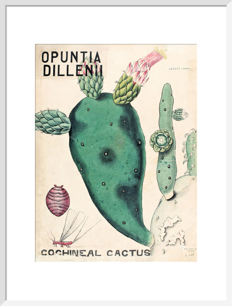 Opuntia Dillenis from John Hutton Balfour Teaching Diagram Collection