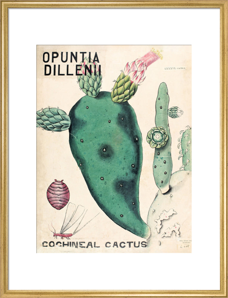 Opuntia Dillenis from John Hutton Balfour Teaching Diagram Collection