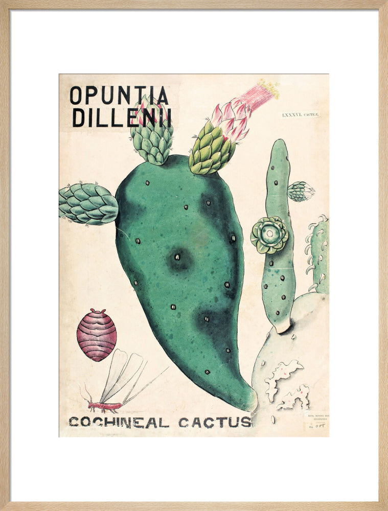 Opuntia Dillenis from John Hutton Balfour Teaching Diagram Collection