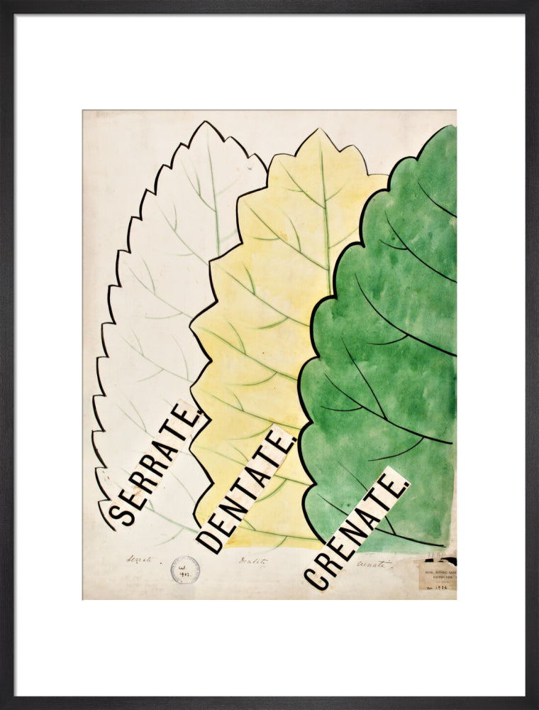 Serrate from John Hutton Balfour Teaching Diagram Collection