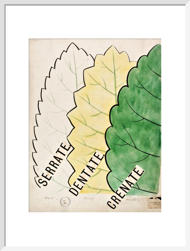 Serrate from John Hutton Balfour Teaching Diagram Collection