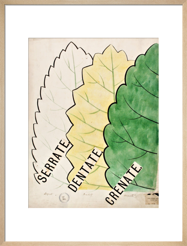 Serrate from John Hutton Balfour Teaching Diagram Collection
