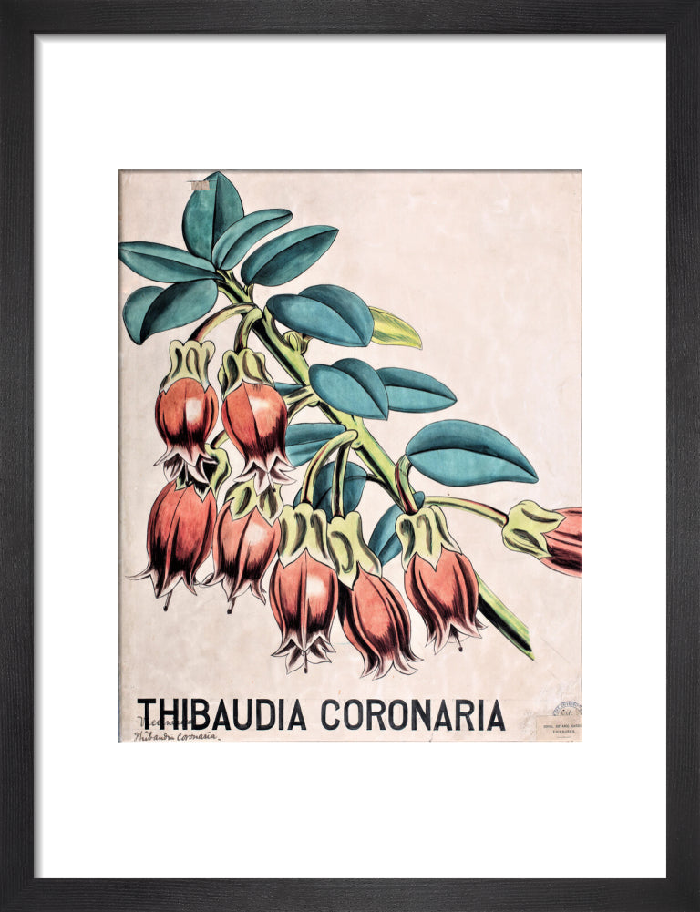 Thibaudia Coronaria from John Hutton Balfour Teaching Diagram Collection