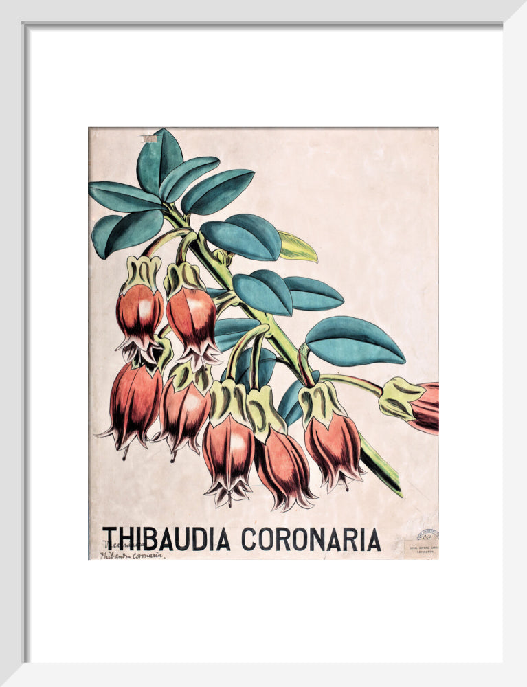 Thibaudia Coronaria from John Hutton Balfour Teaching Diagram Collection