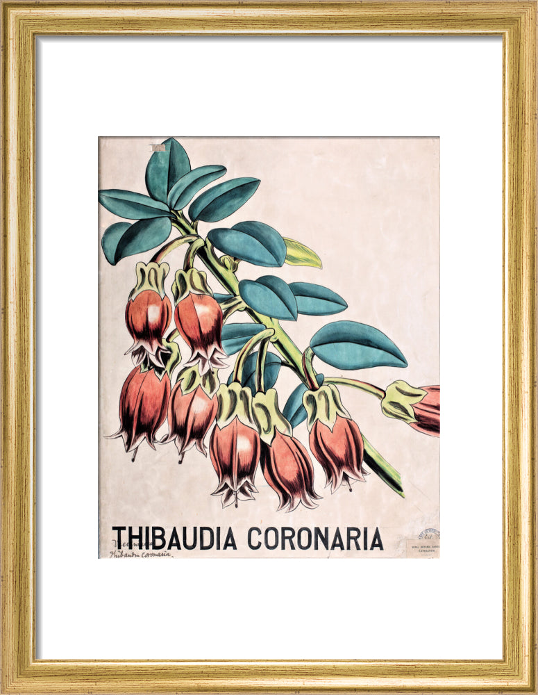 Thibaudia Coronaria from John Hutton Balfour Teaching Diagram Collection