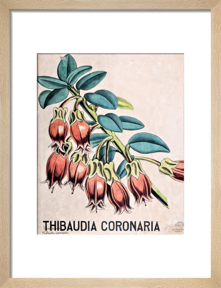 Thibaudia Coronaria from John Hutton Balfour Teaching Diagram Collection