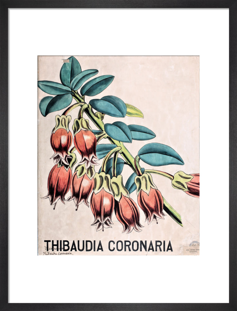 Thibaudia Coronaria from John Hutton Balfour Teaching Diagram Collection