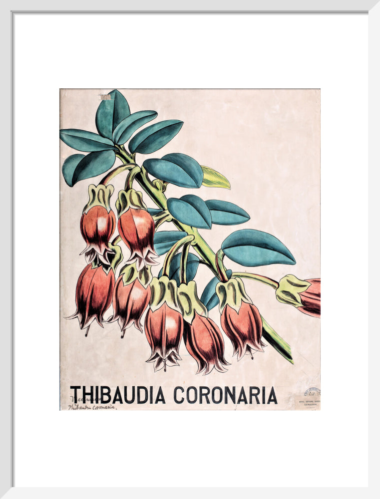 Thibaudia Coronaria from John Hutton Balfour Teaching Diagram Collection