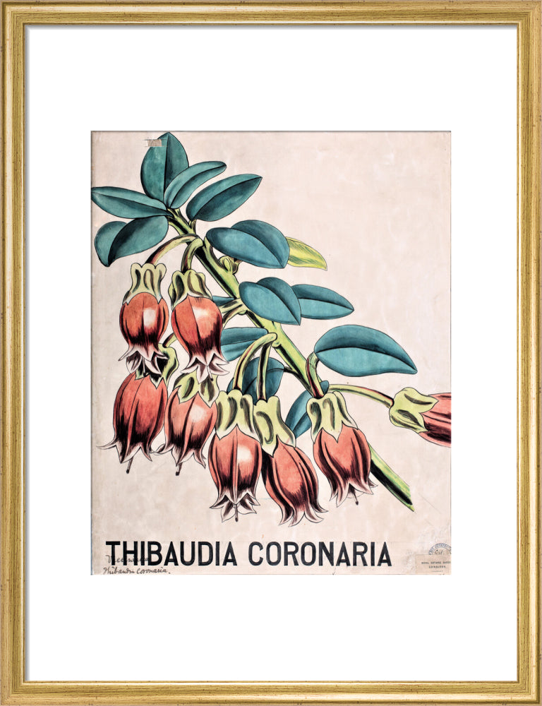 Thibaudia Coronaria from John Hutton Balfour Teaching Diagram Collection