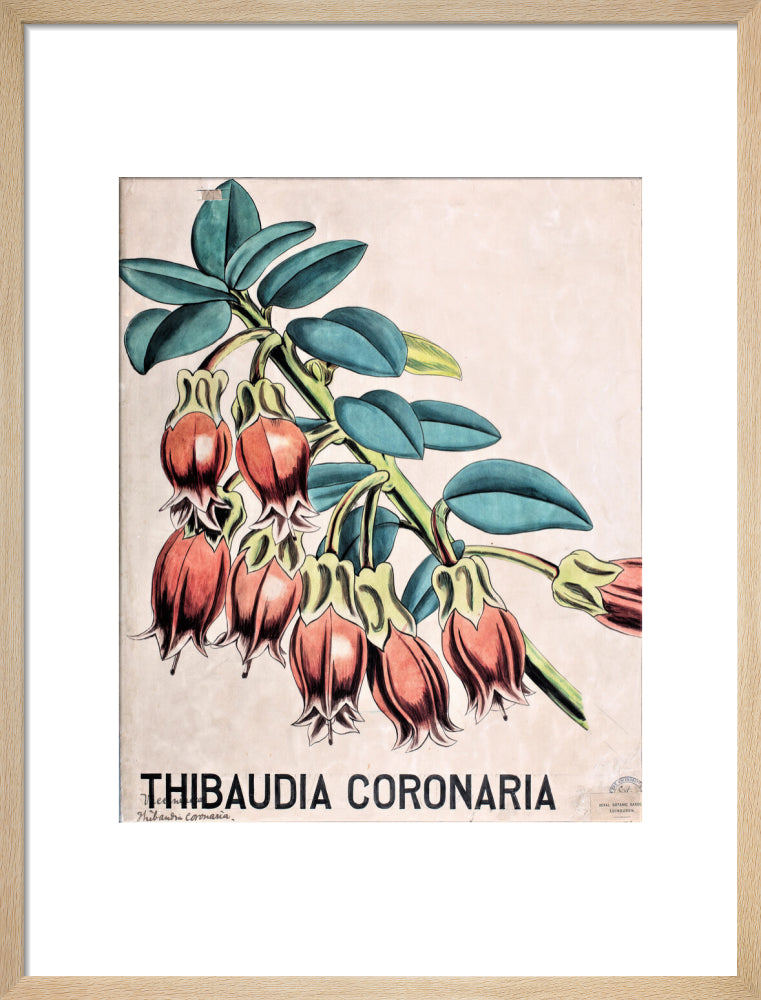 Thibaudia Coronaria from John Hutton Balfour Teaching Diagram Collection