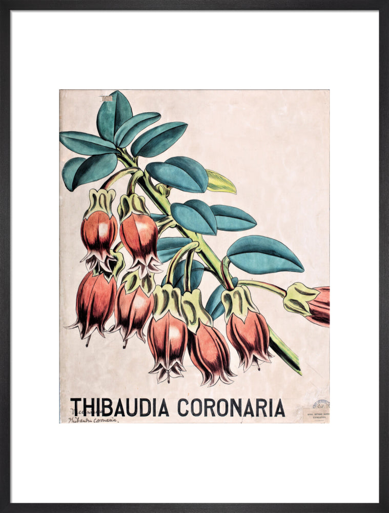 Thibaudia Coronaria from John Hutton Balfour Teaching Diagram Collection