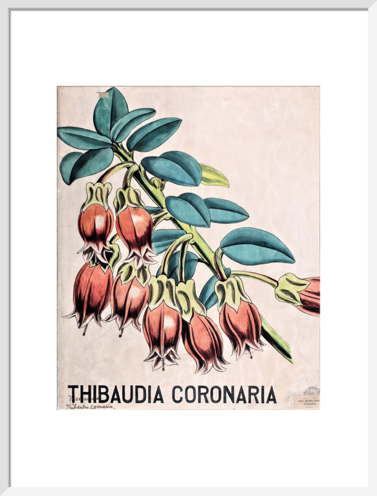 Thibaudia Coronaria from John Hutton Balfour Teaching Diagram Collection