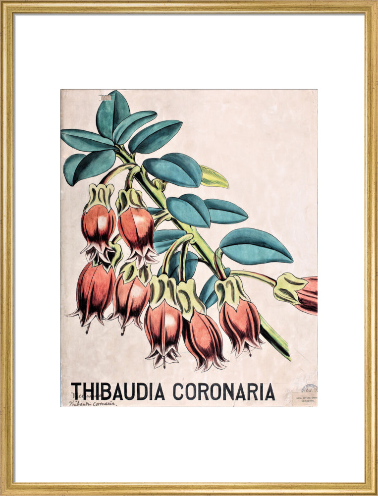 Thibaudia Coronaria from John Hutton Balfour Teaching Diagram Collection