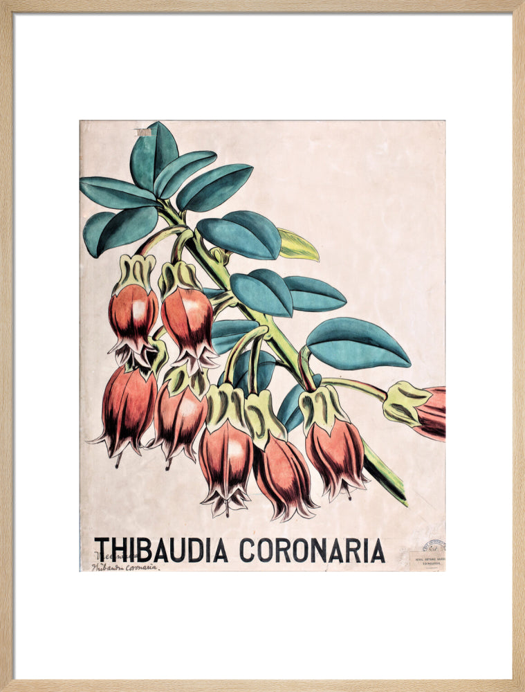 Thibaudia Coronaria from John Hutton Balfour Teaching Diagram Collection