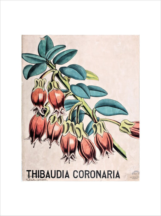 Thibaudia Coronaria from John Hutton Balfour Teaching Diagram Collection