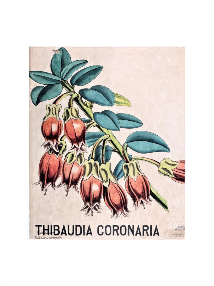 Thibaudia Coronaria from John Hutton Balfour Teaching Diagram Collection