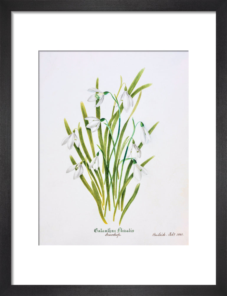 Snowdrop by Charlotte Cowan Pearson