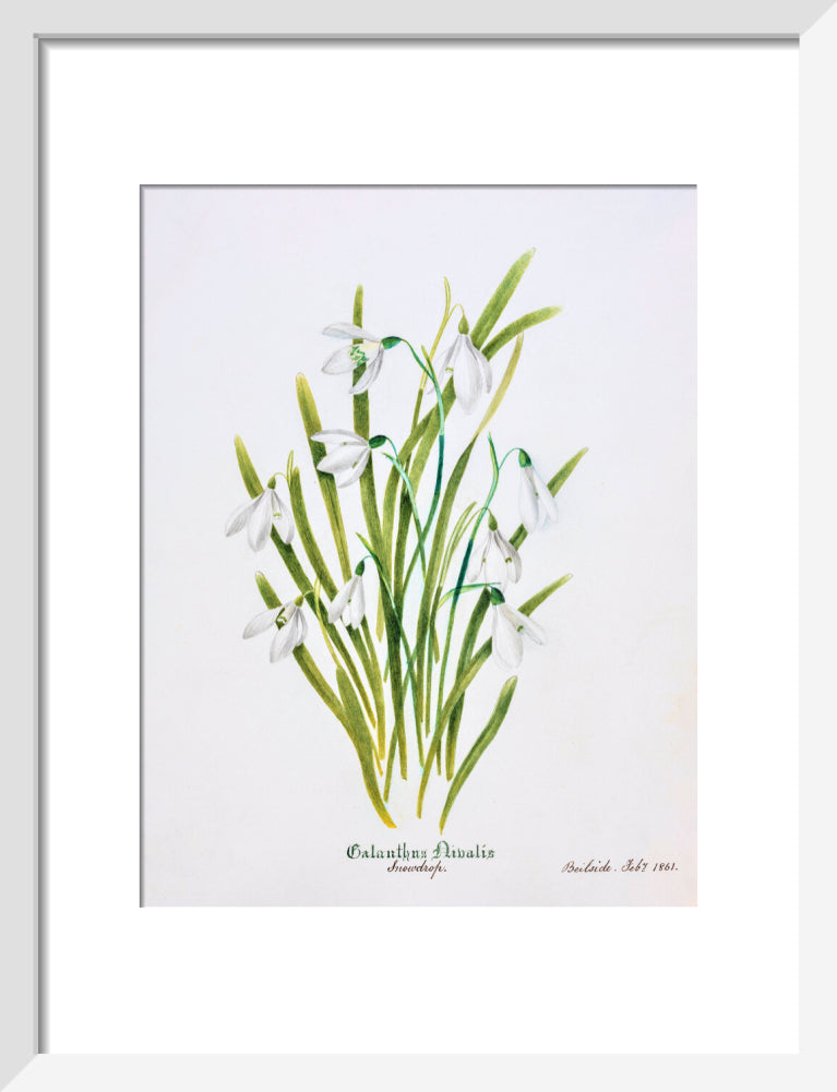 Snowdrop by Charlotte Cowan Pearson