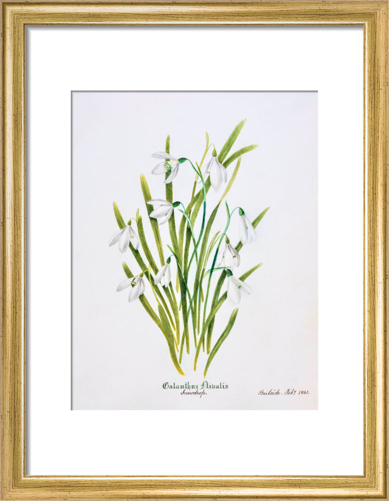 Snowdrop by Charlotte Cowan Pearson
