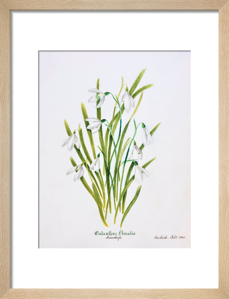 Snowdrop by Charlotte Cowan Pearson