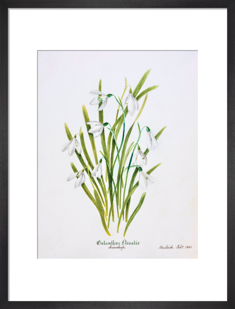 Snowdrop by Charlotte Cowan Pearson