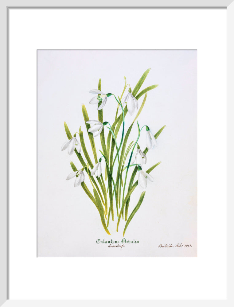 Snowdrop by Charlotte Cowan Pearson