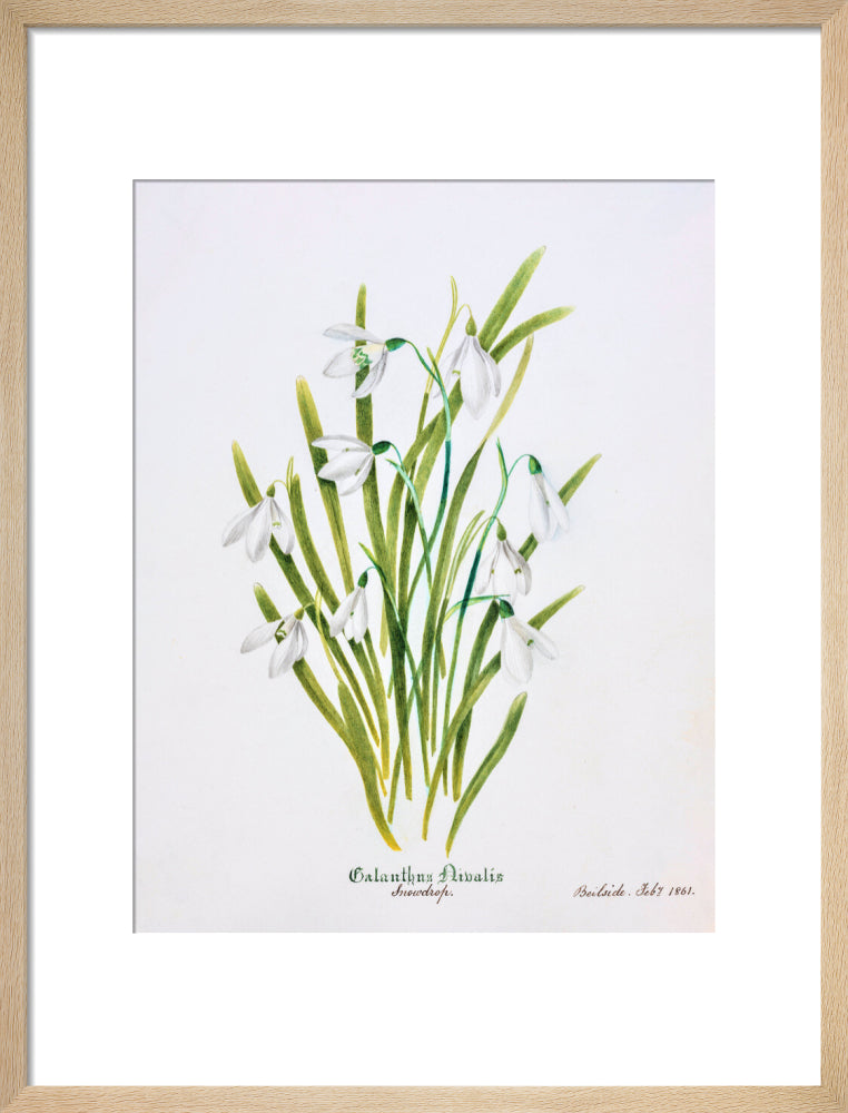 Snowdrop by Charlotte Cowan Pearson