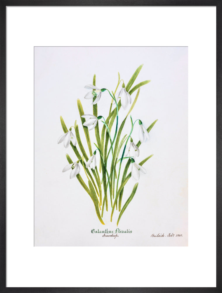 Snowdrop by Charlotte Cowan Pearson
