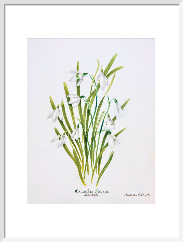 Snowdrop by Charlotte Cowan Pearson