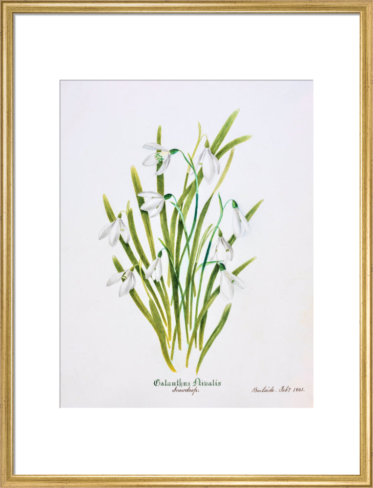 Snowdrop by Charlotte Cowan Pearson