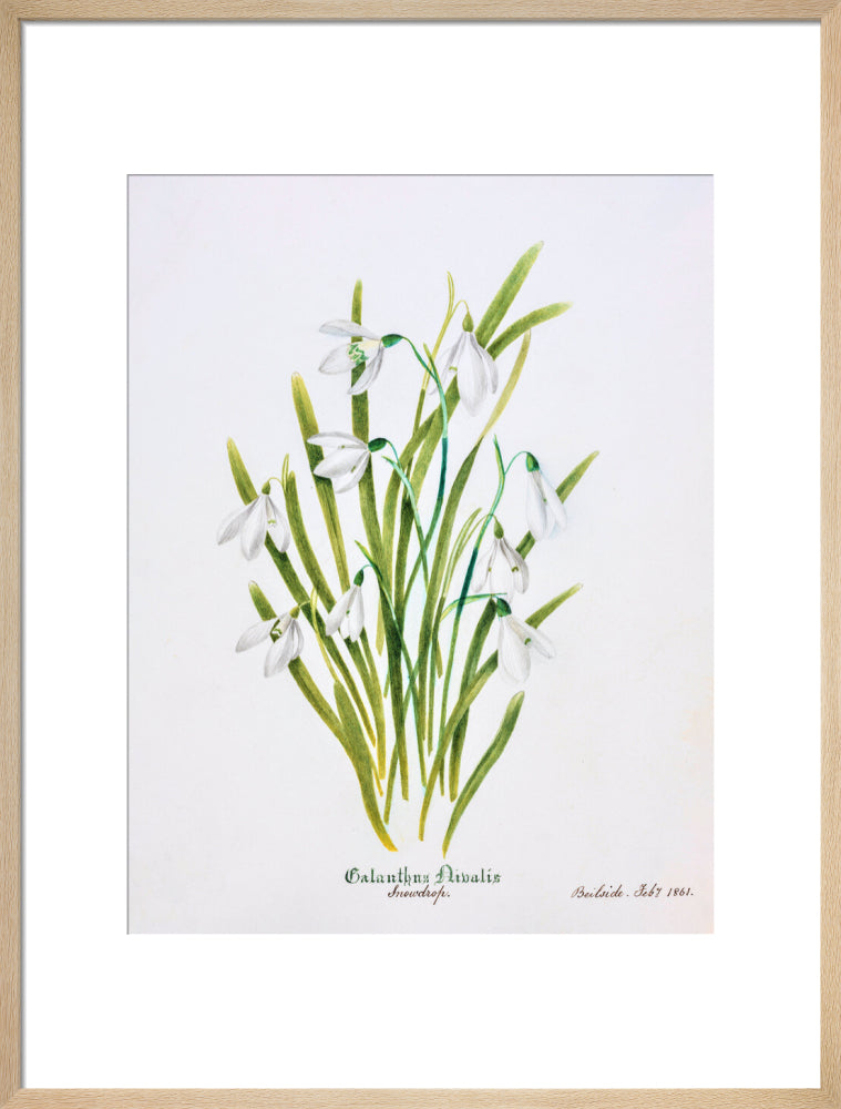 Snowdrop by Charlotte Cowan Pearson