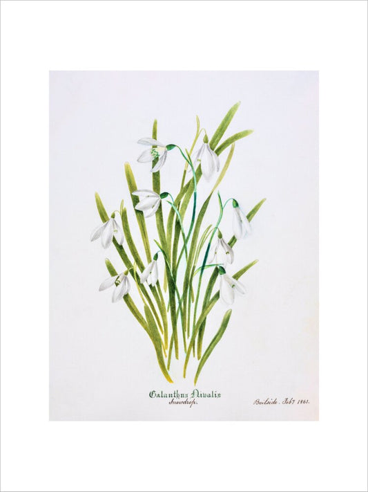 Snowdrop by Charlotte Cowan Pearson