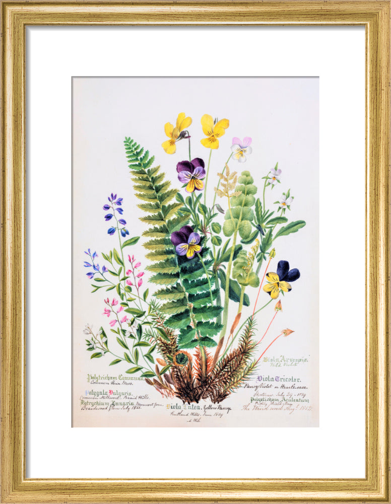 Violet & Pansy by Charlotte Cowan Pearson