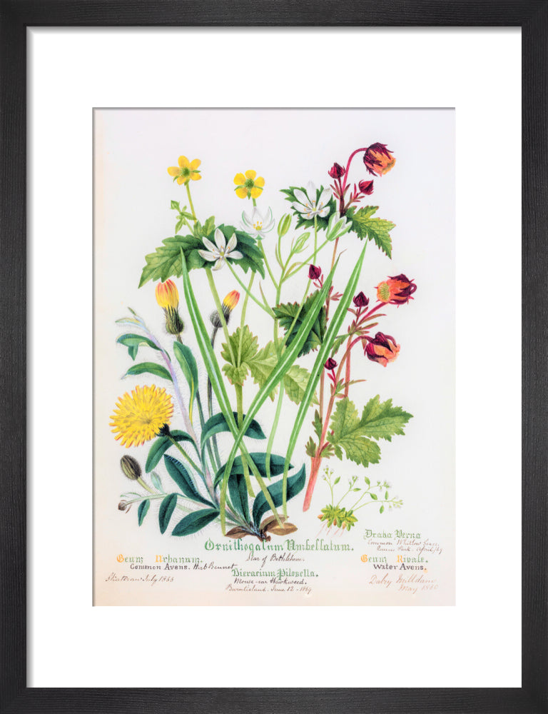 Avens by Charlotte Cowan Pearson