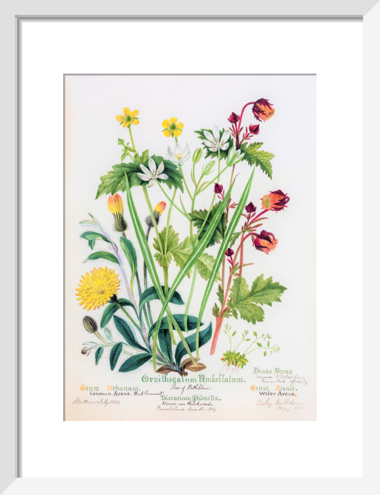 Avens by Charlotte Cowan Pearson