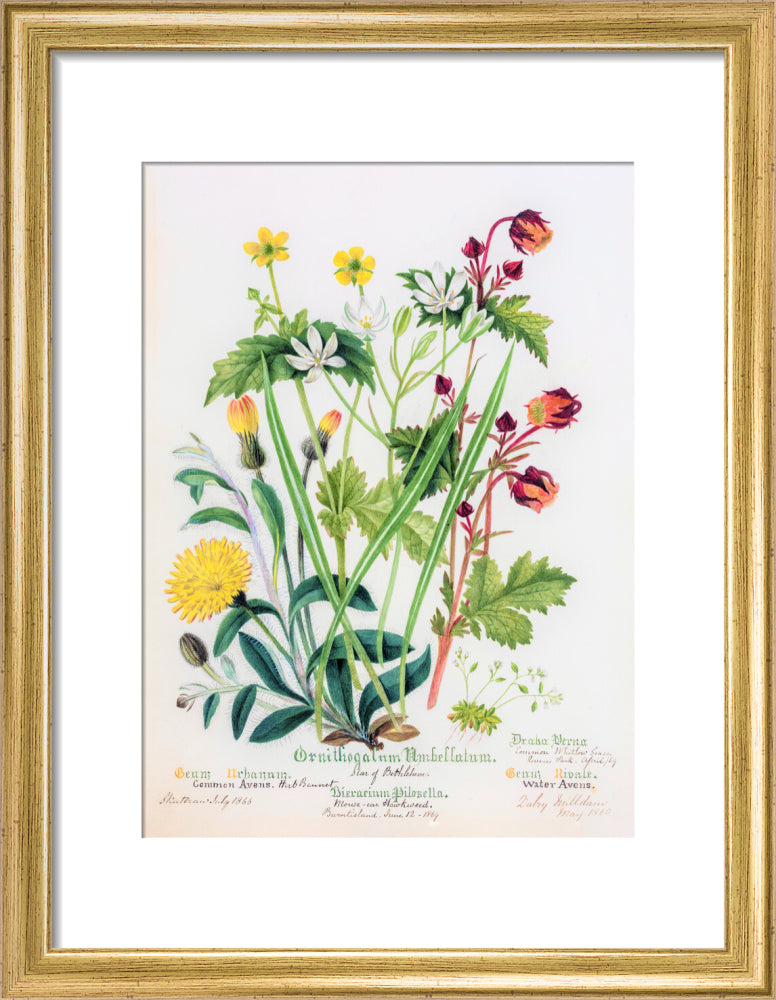 Avens by Charlotte Cowan Pearson