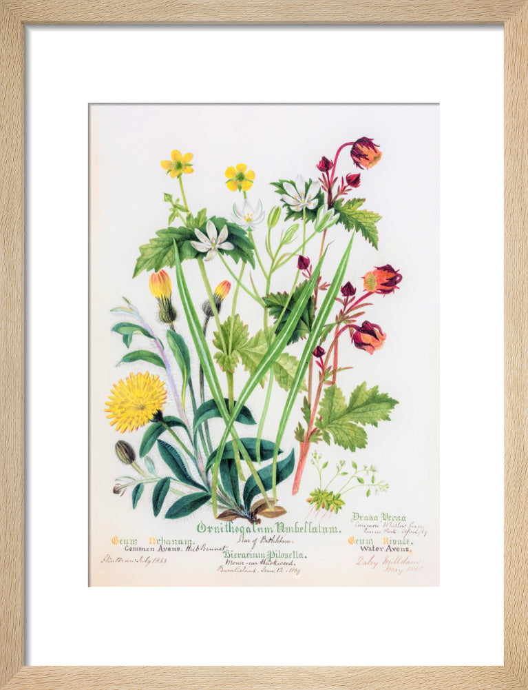Avens by Charlotte Cowan Pearson
