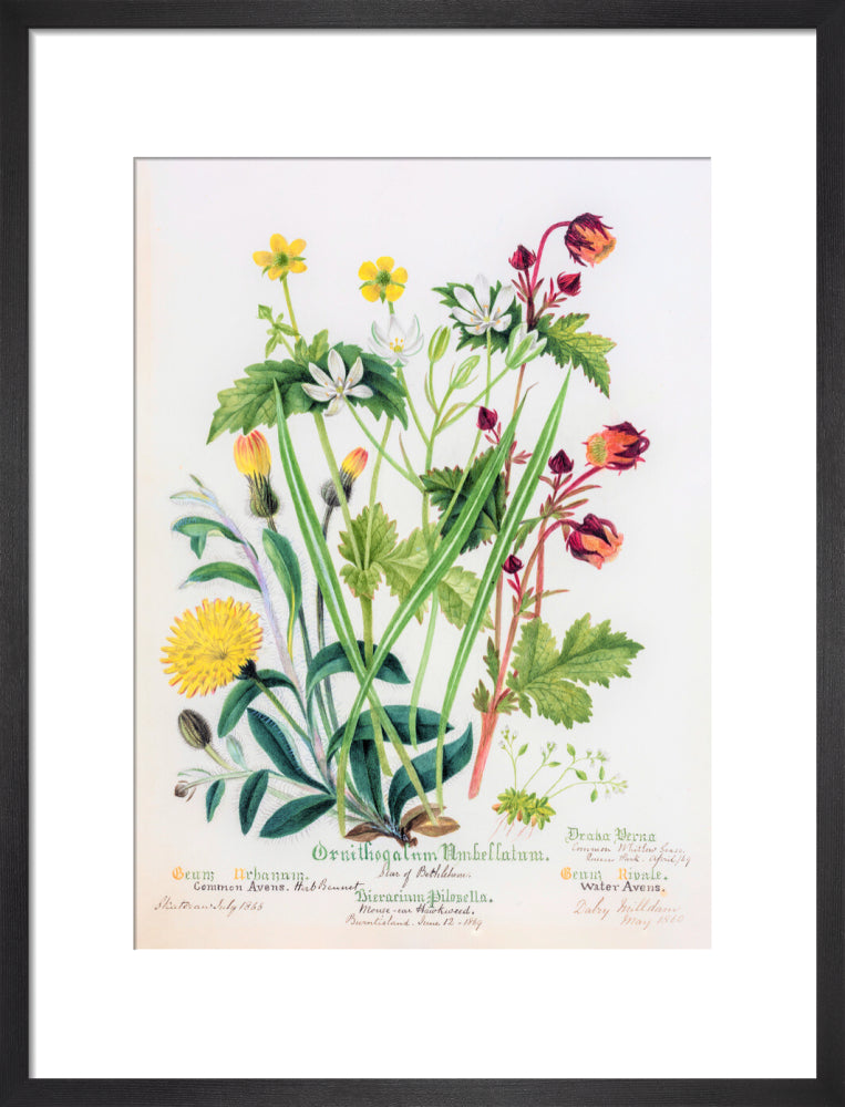 Avens by Charlotte Cowan Pearson
