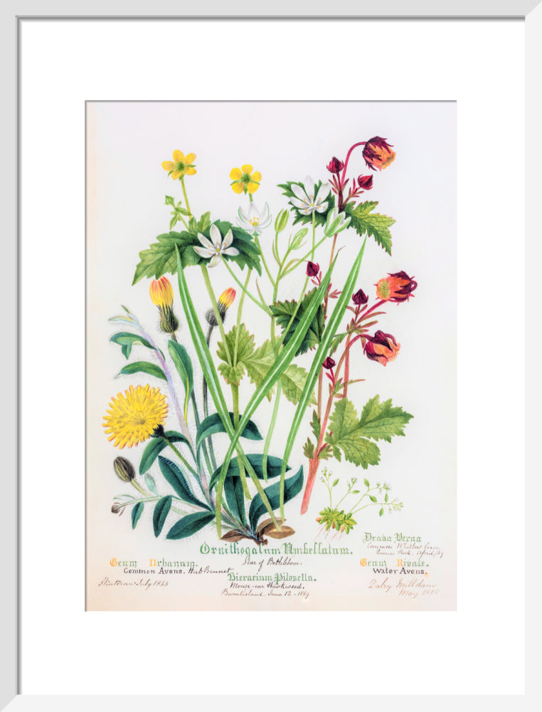 Avens by Charlotte Cowan Pearson