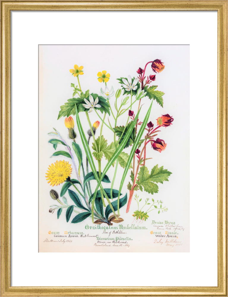 Avens by Charlotte Cowan Pearson