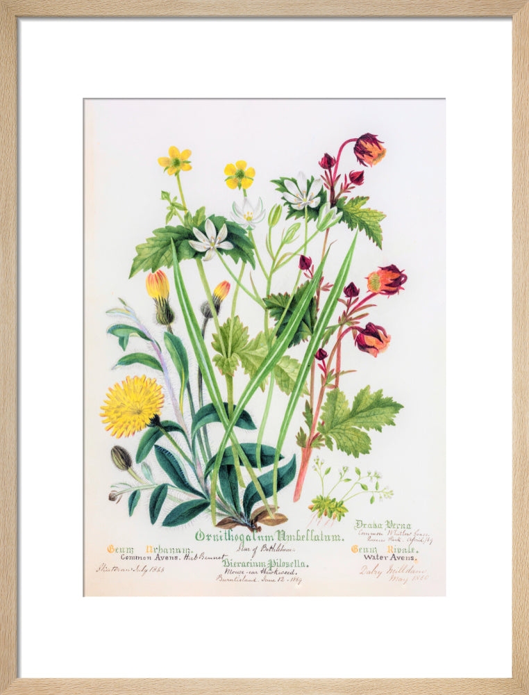 Avens by Charlotte Cowan Pearson