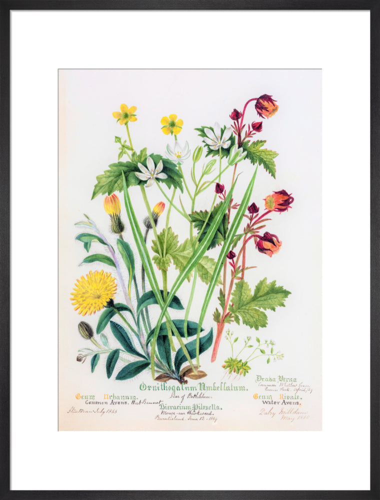 Avens by Charlotte Cowan Pearson