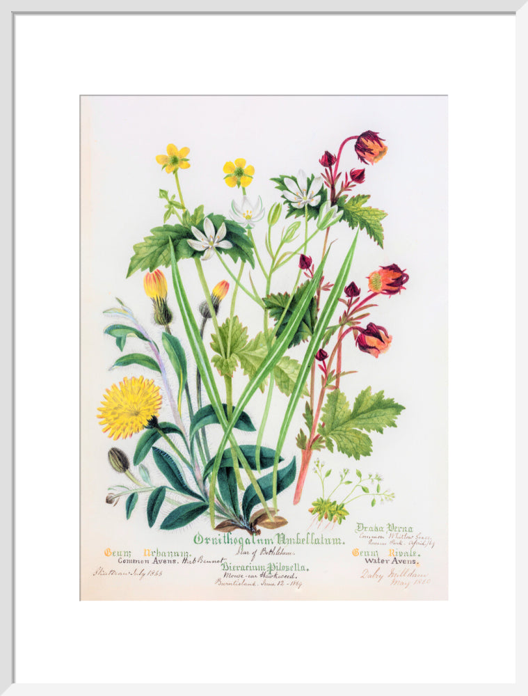 Avens by Charlotte Cowan Pearson
