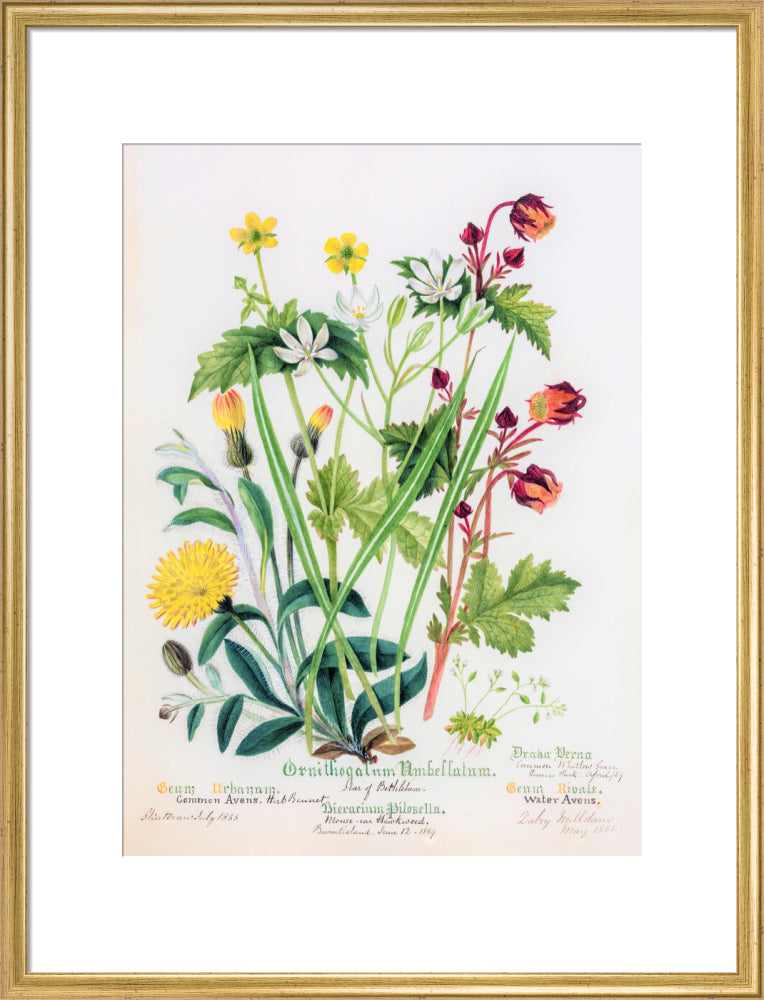 Avens by Charlotte Cowan Pearson