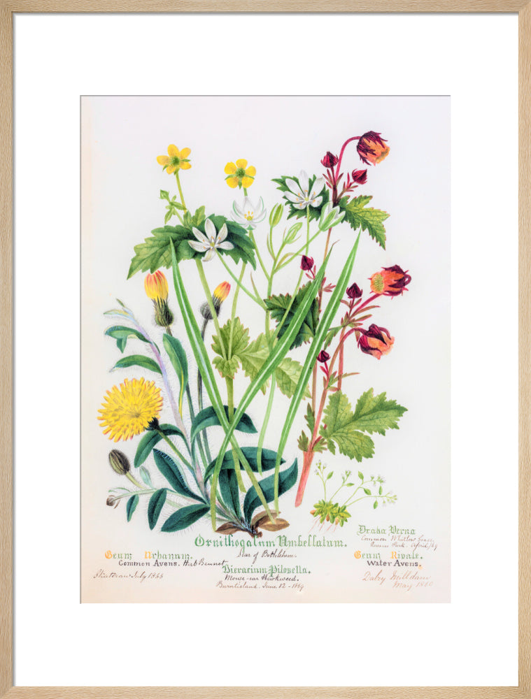 Avens by Charlotte Cowan Pearson