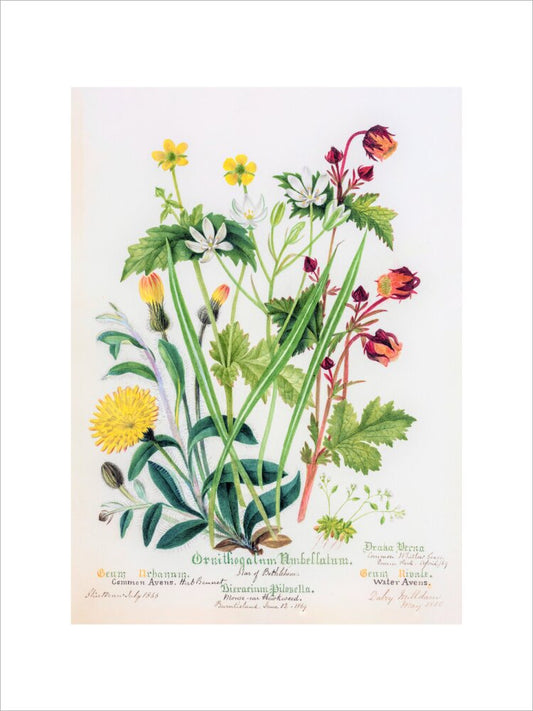 Avens by Charlotte Cowan Pearson