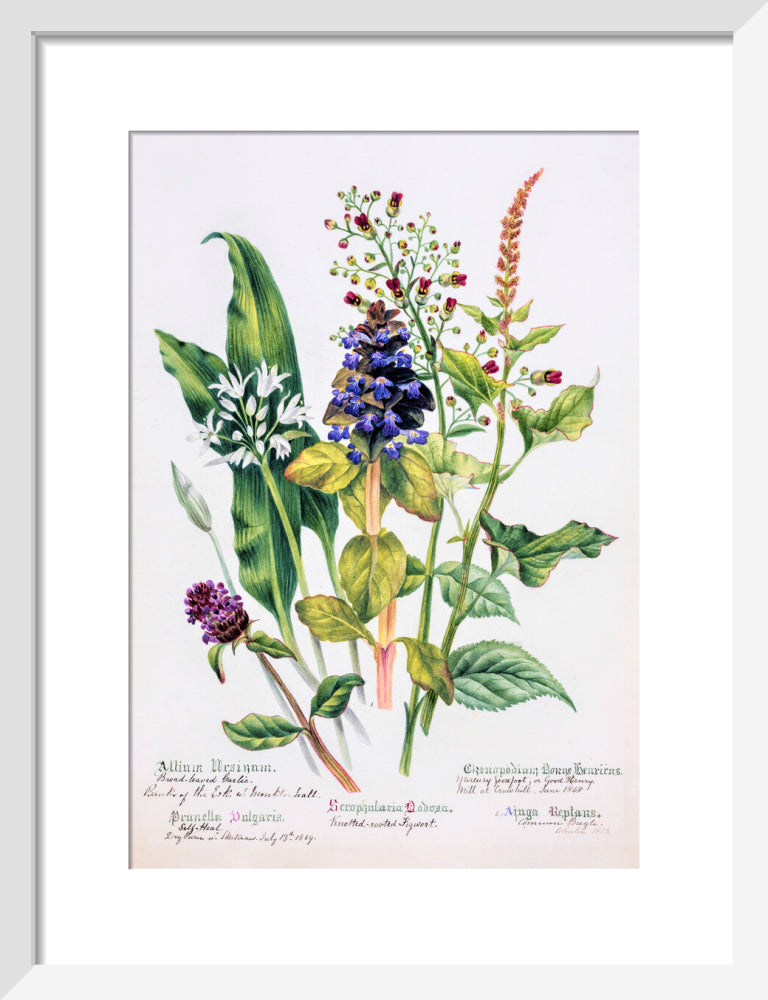 Allium by Charlotte Cowan Pearson