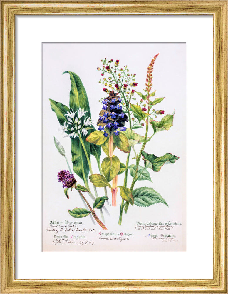 Allium by Charlotte Cowan Pearson
