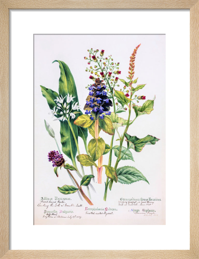 Allium by Charlotte Cowan Pearson